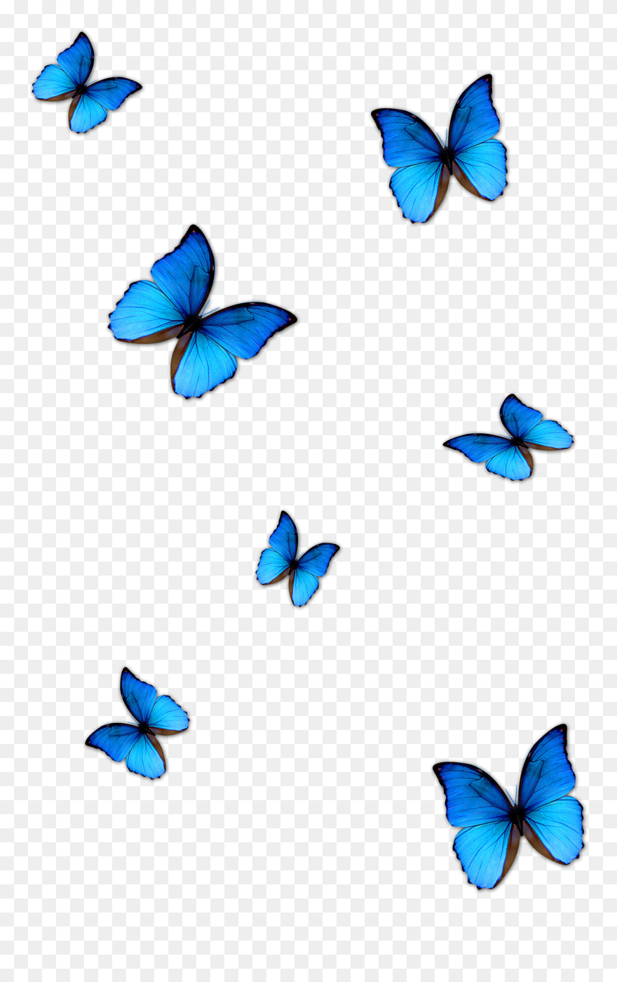 Lightroom Butterfly Download Blue Clipart