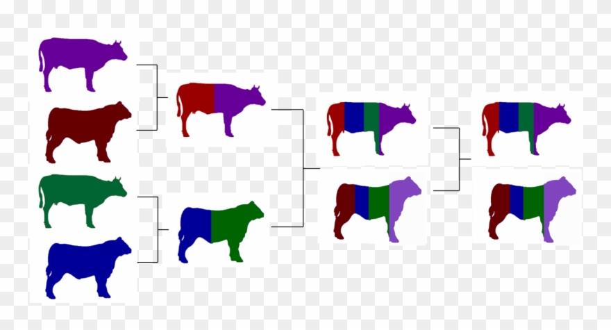 Image Showing A Four Breed Composite Clipart