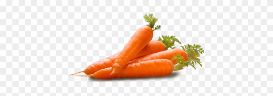 Carrot Hd Png Transparent Carrot Hd Png Images Pluspng Clipart