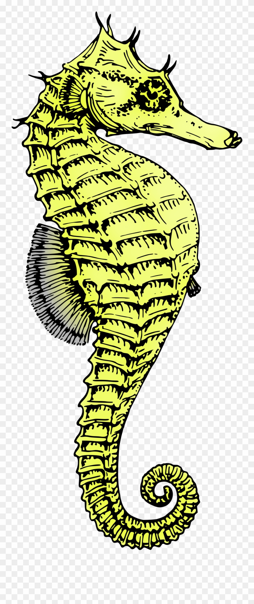 Green Clipart Seahorse - Png Download