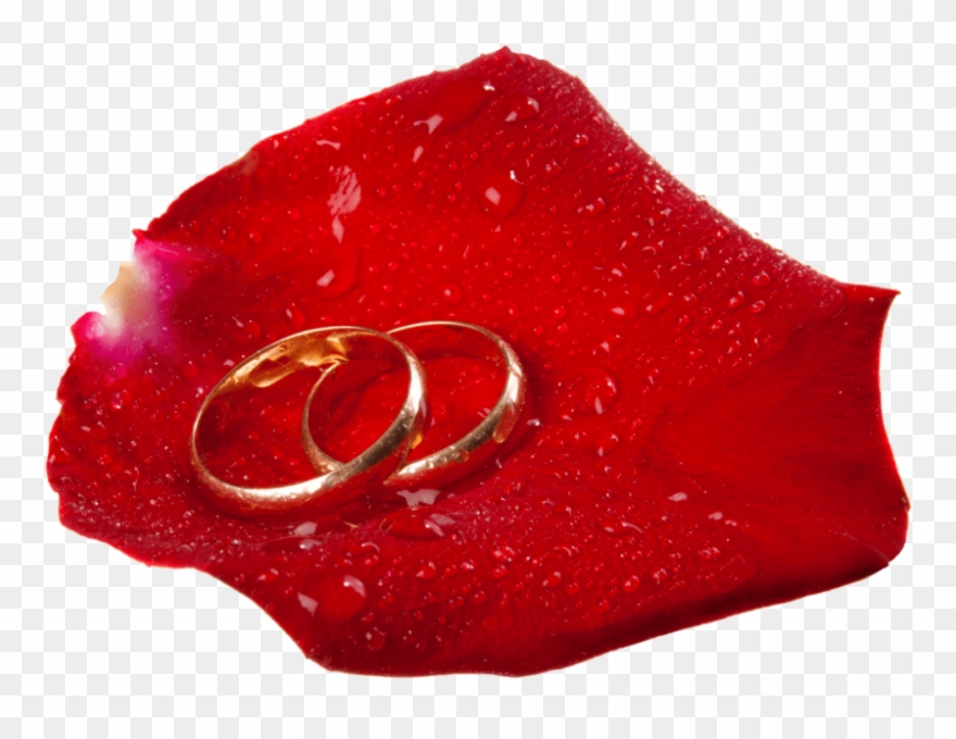 Download Wedding Rings In Rose Petal Clipart Png Photo Transparent Png