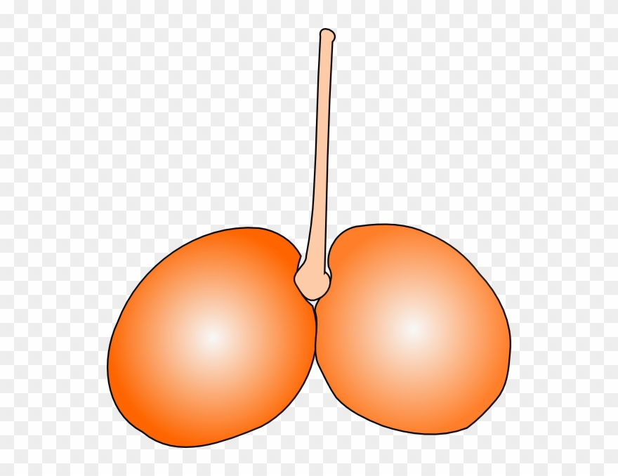 Cherry Double Clip Art Free Vector - Png Download