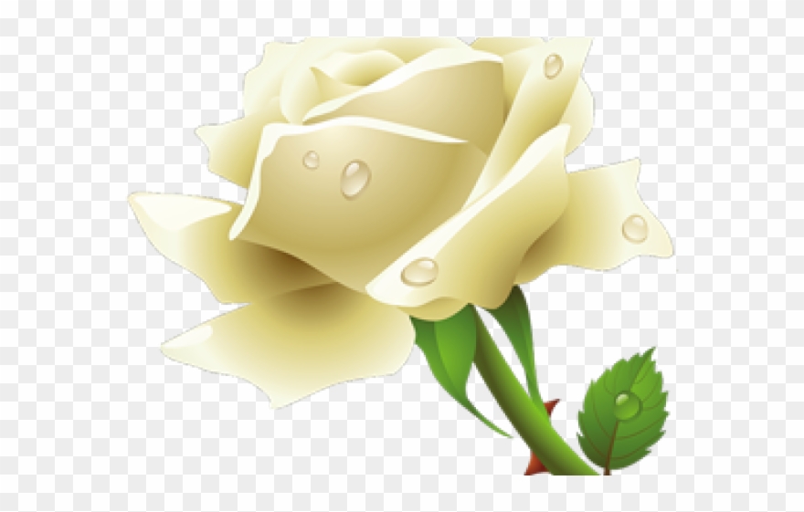 White Rose Clipart Transparent Background - Png Download