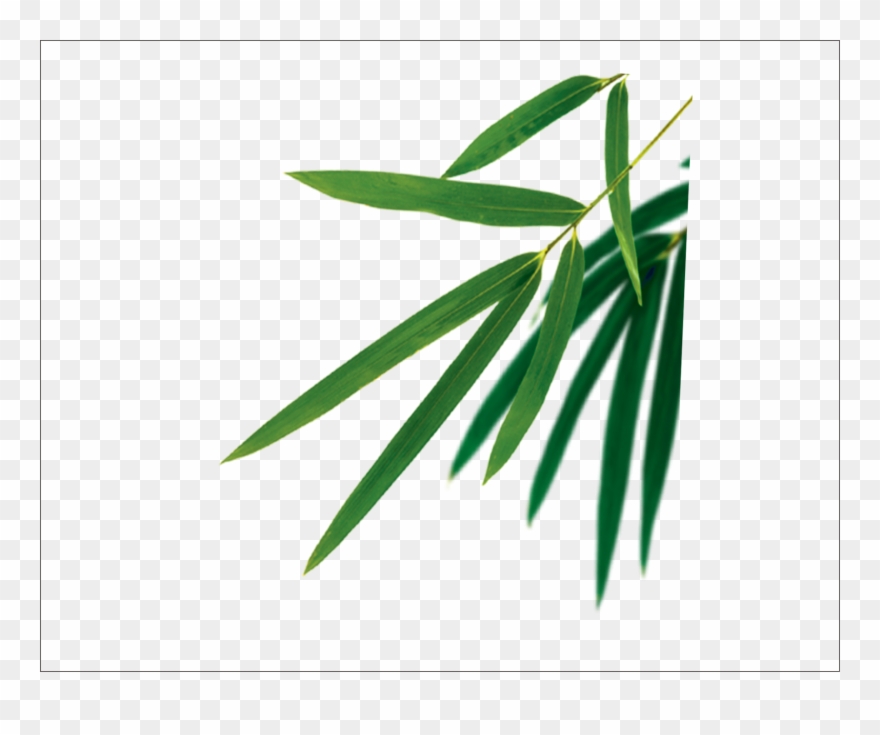 Bamboo Leaves Vector Clipart