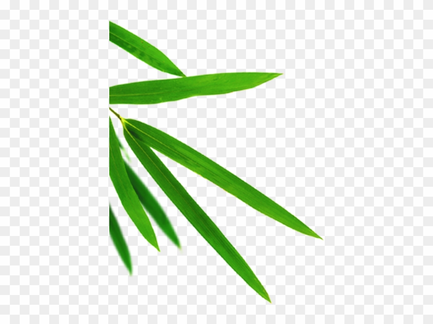 Bamboo Leaf Png Clipart