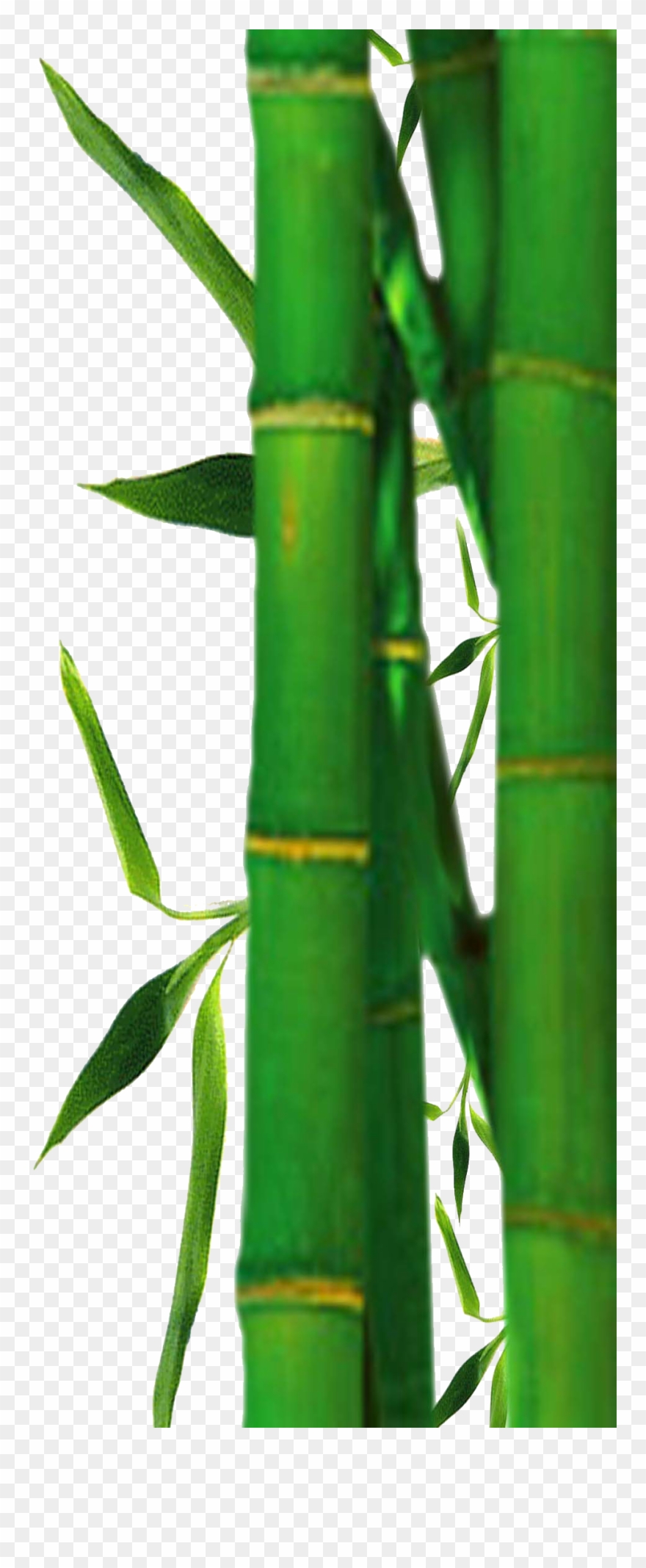 File Bamboobg R Png Does Takeout Filebamboobg Clipart