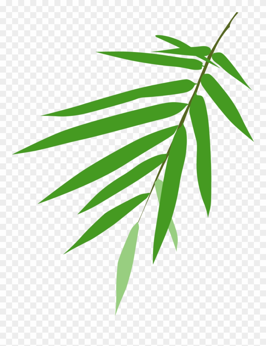 Giant Pandas Live In Central China In Some Mountain Clipart