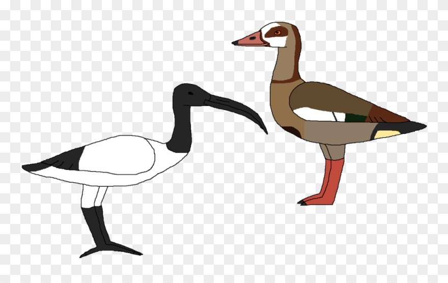 Waterbirds Of Egypt By Clipart