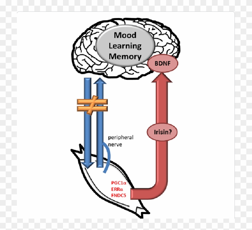 How Fndc5 Gene And Pgc1a Gene Function Interacts With Clipart