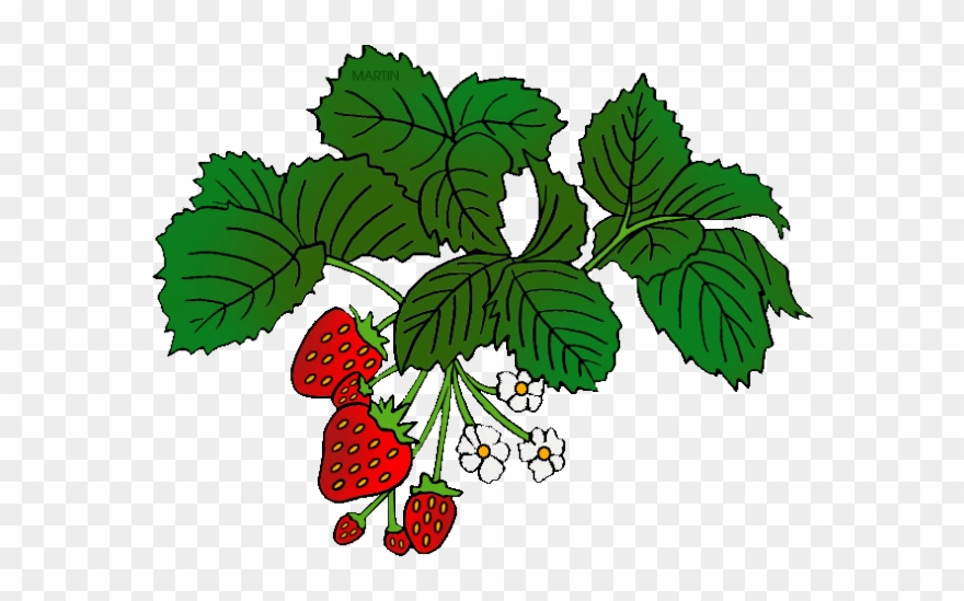 Plants Clipart Strawberry - Png Download