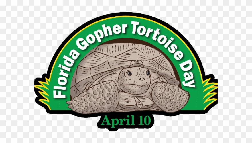 Turtoise Clipart Gopher Tortoise - Png Download