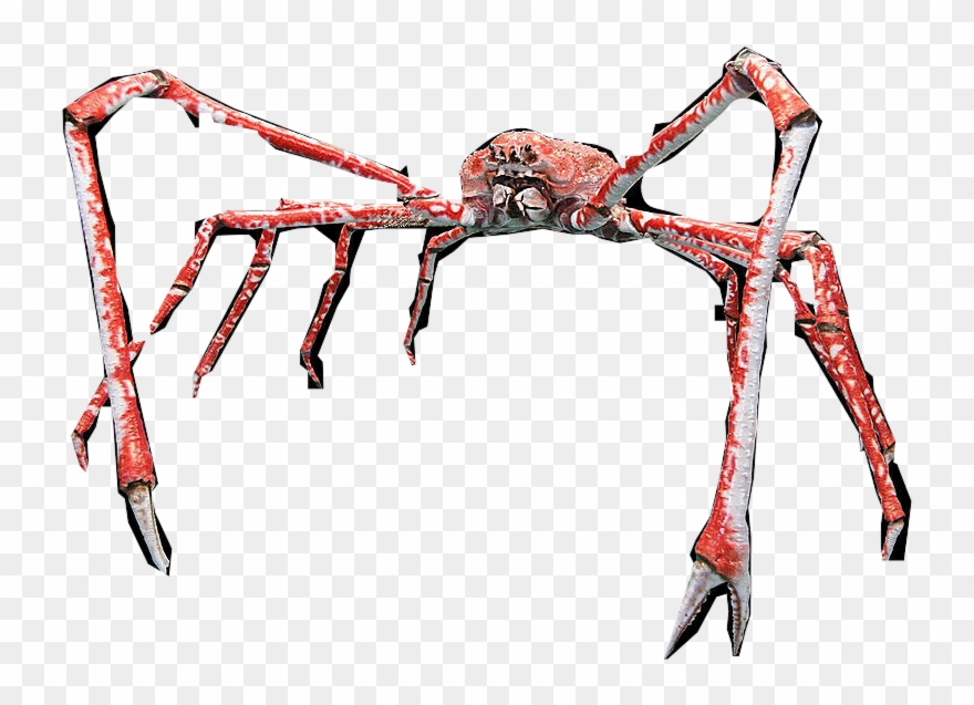 Japanese Spider Crab Png Clipart