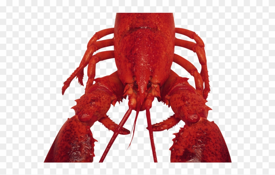 Lobster Clipart Transparent Background - Png Download