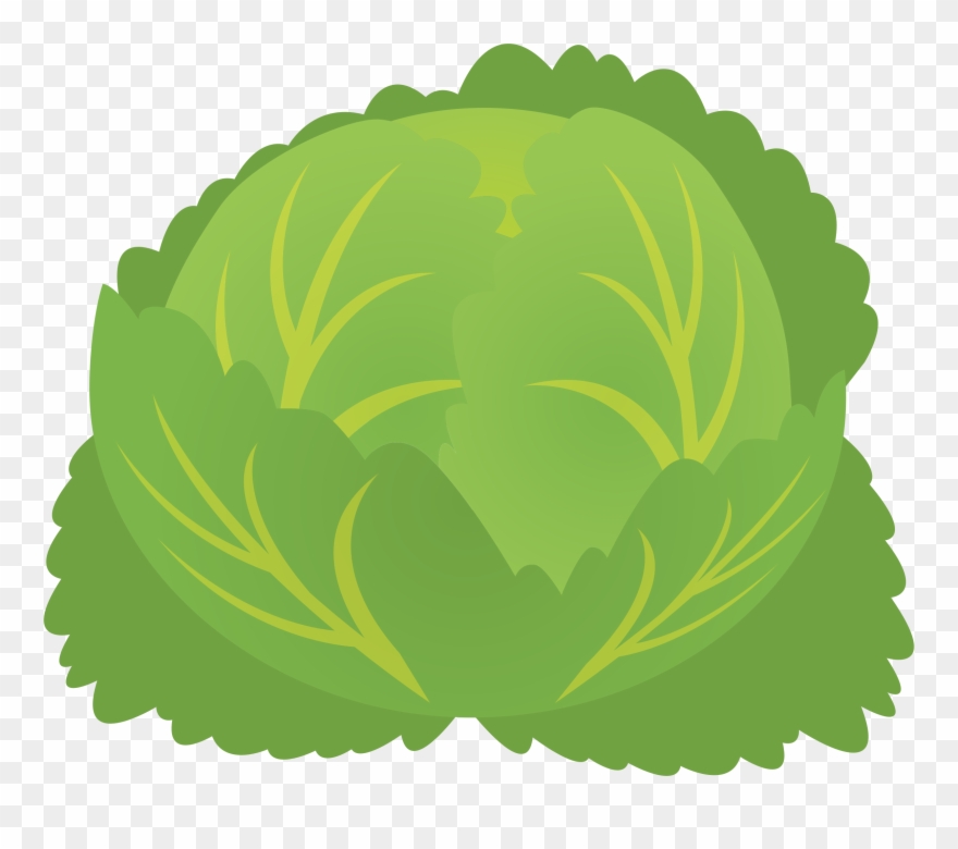 Cabbage Clipart Cabbage Plant - Png Download