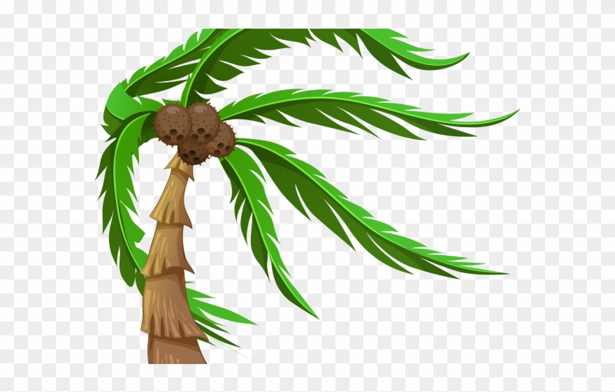 Plants Clipart Coconut Tree - Png Download
