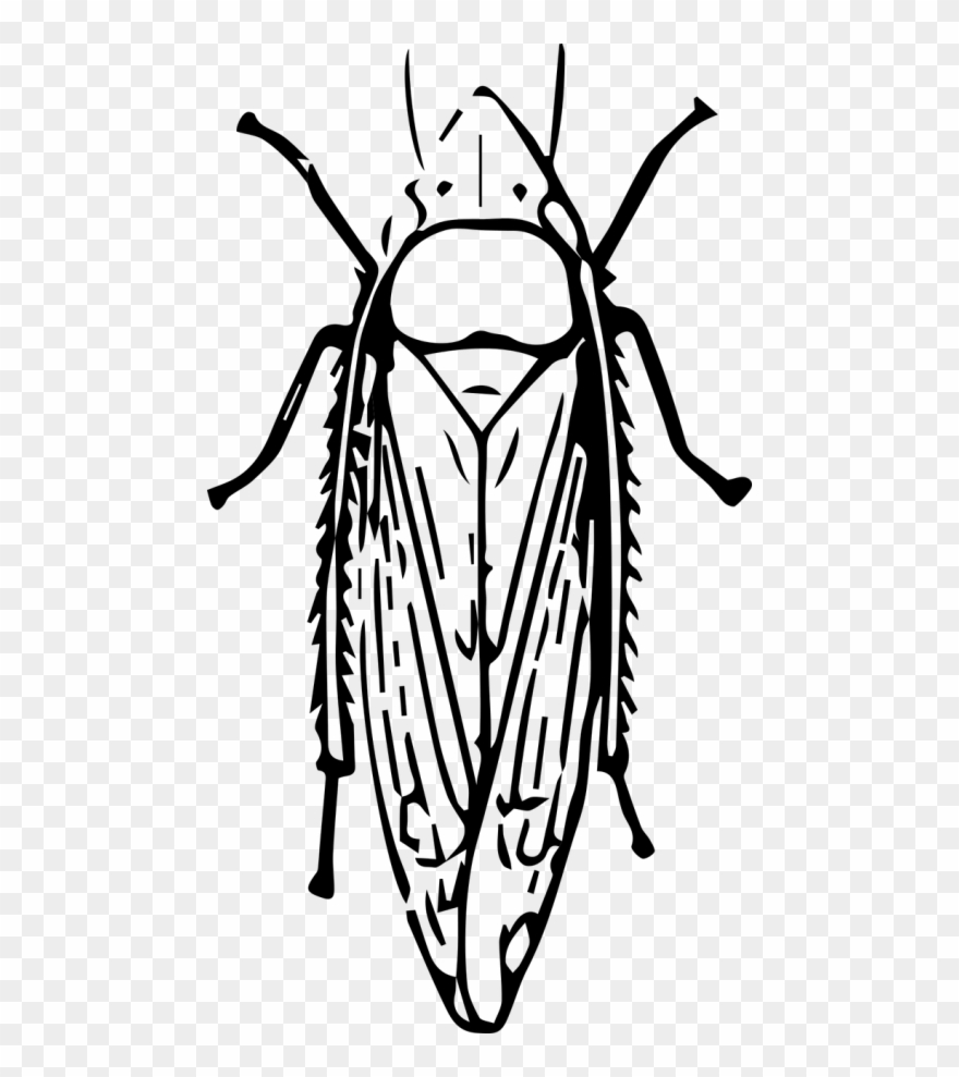Animal,bug,insect,free Vector Graphics Clipart
