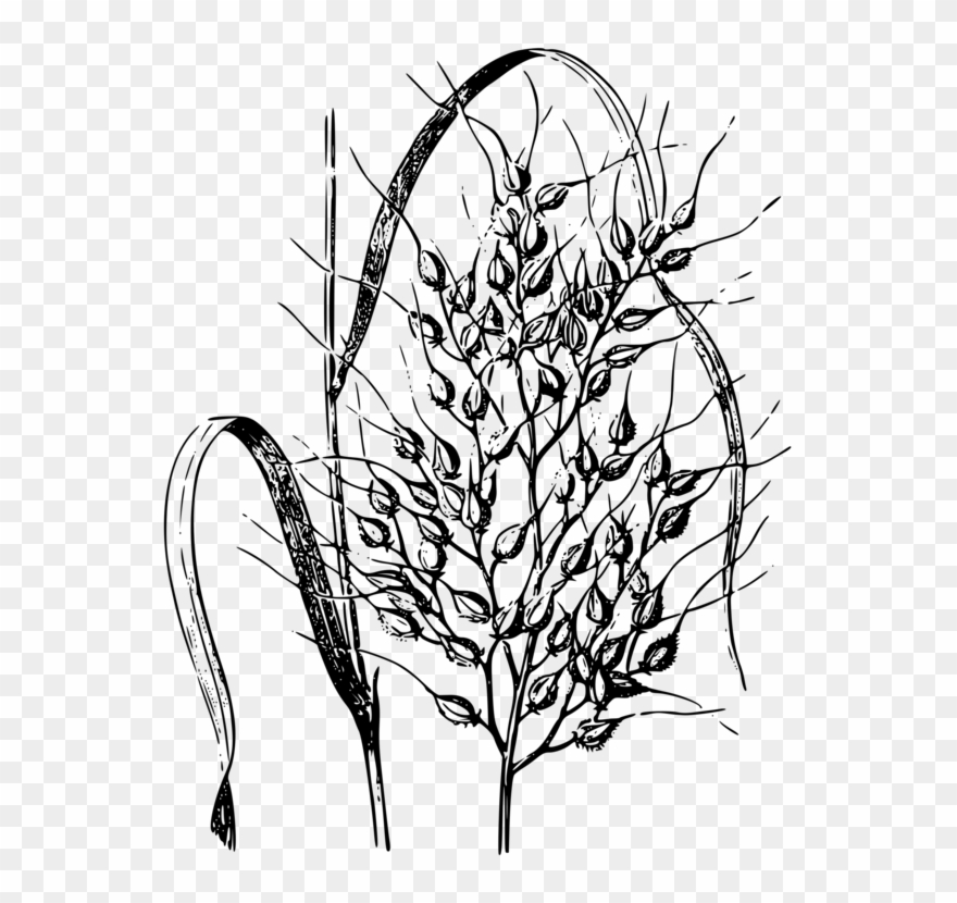 Wild Rice Cereal Drawing Common Wheat - Blast Of Rice Drawing Clipart
