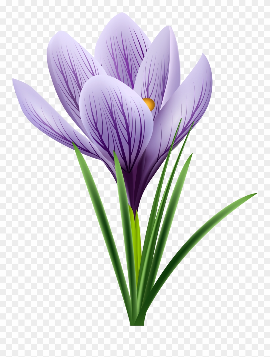 Purple Crocus Clipart - Png Download