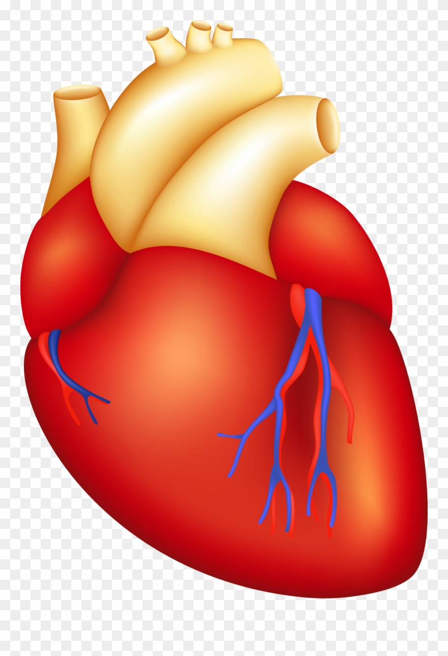 Svg Library Download Repairing The Heartstrings Havasu - Heart Body Part Clipart - Png Download