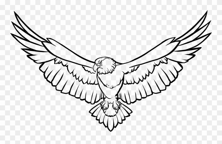 Line Art Drawing Bald Eagle Eagle Feather Law Clipart