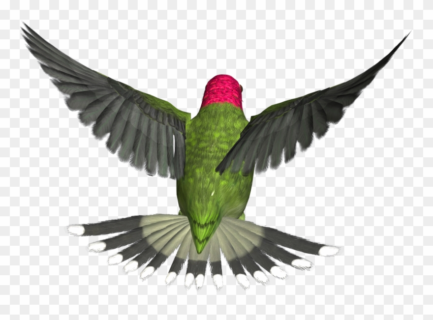 Hummingbird Clipart