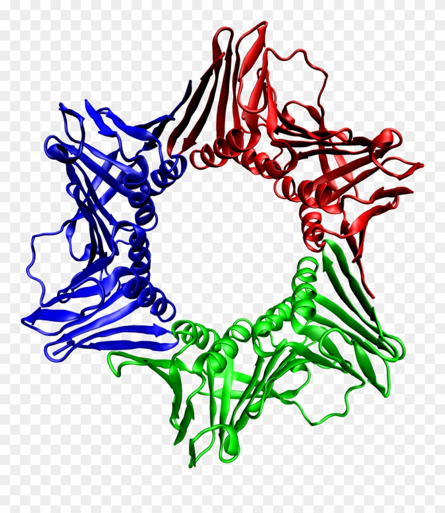 Pcna Proteina Clipart