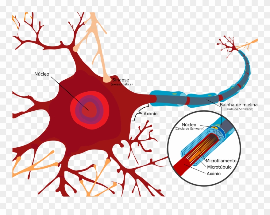 Na Esclerose Múltipla, A Perda De Mielina Leva A Interferência - Ultraestructura De Una Neurona Clipart