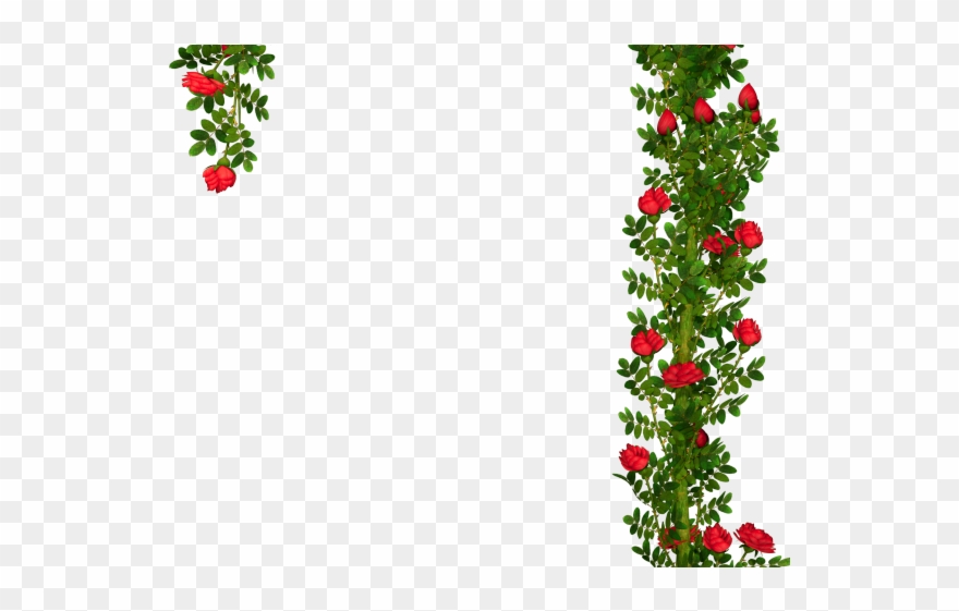 Rose Bush Clipart Clip Art Rose - Garden Roses - Png Download