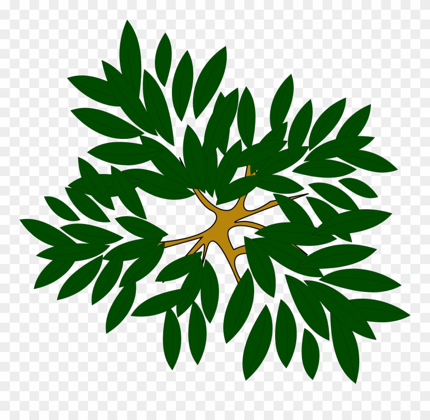 Pine Tree Clipart Top View - Top View Tree Icon - Png Download
