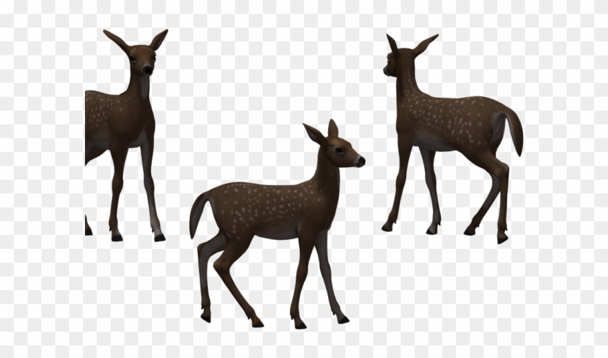 Deer Clipart Fawn - Png Download