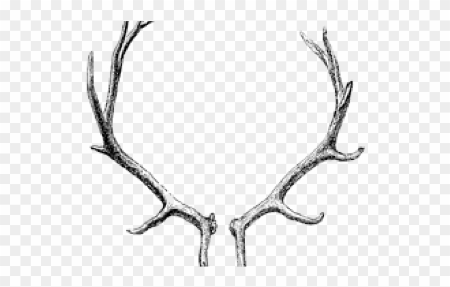 Antler Clipart Transparent Background - Png Download