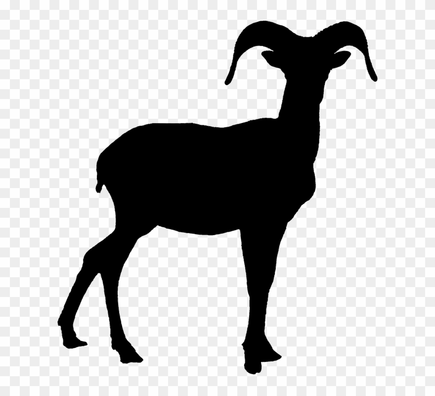 Bighorn Sheep Clipart - Png Download