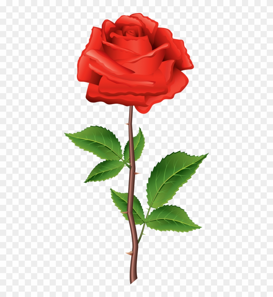 Download Stem Red Rose Clipart Png Photo Transparent Png