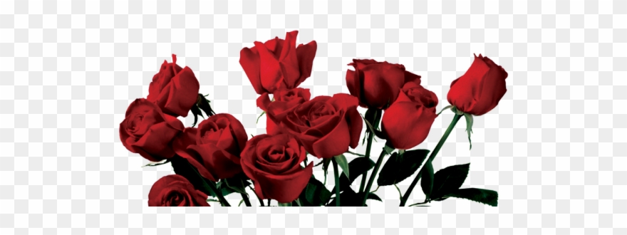 Red Rose Clipart 18 Rose - Png Download