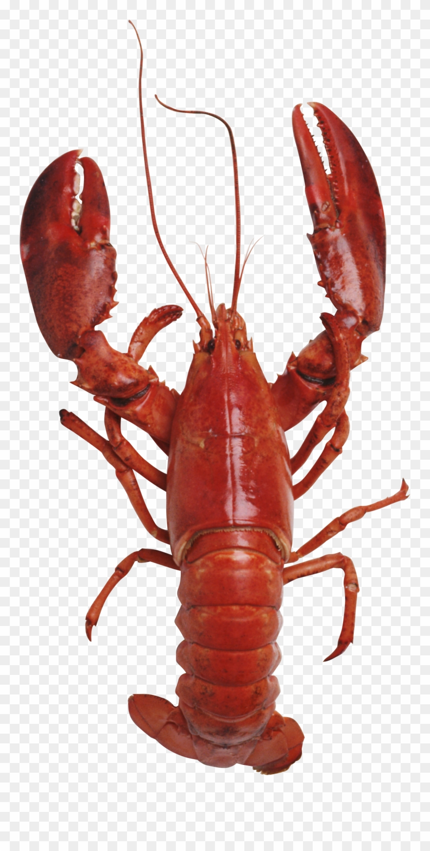 Lobster Clipart Transparent Background - Png Download