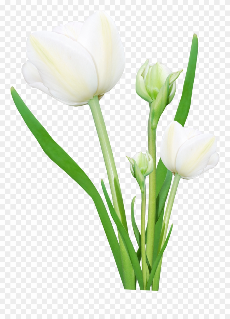 Bouquet Flowers Png Clipart
