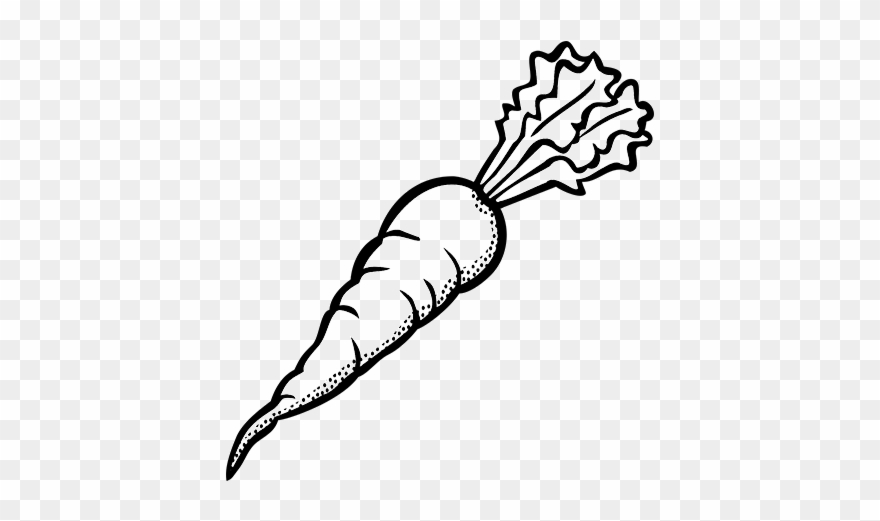 Drawing Vegetables Veg Clipart