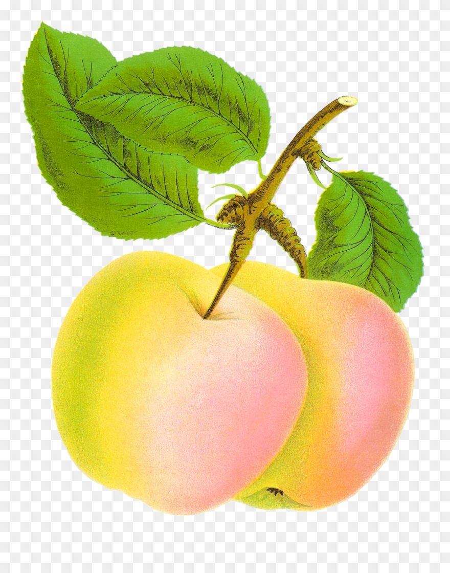 This Is A Gorgeous Digital Botanical Graphic Of The Clipart