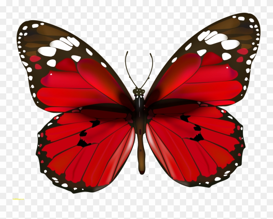 Butterfly Ultra Hd Images Clipart Clip Art Images 12128 - Png Download