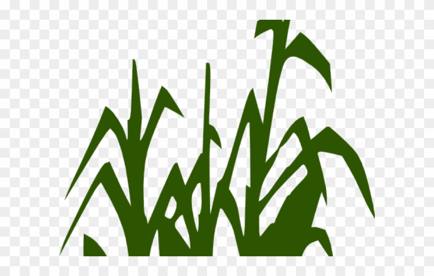 Corn Clipart Corn Stalk - Png Download