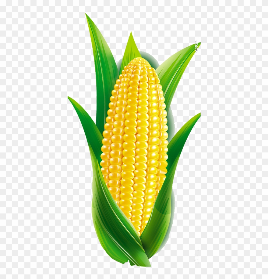 Maize Transprent Png Free Clipart