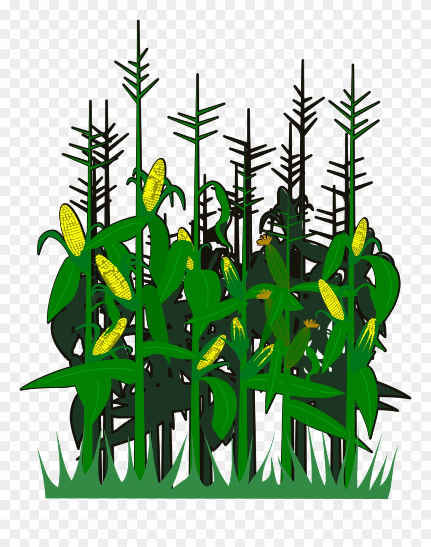 Corn,svg,vector,free Vector Graphics,free Pictures, Clipart
