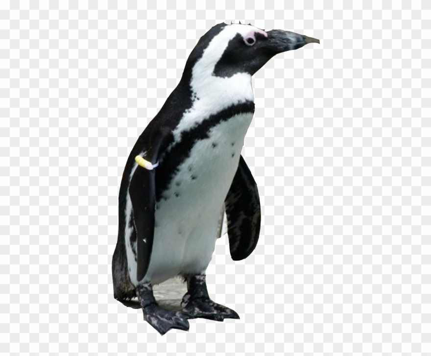 Emperor Penguin Clipart Jackass Penguin - Png Download