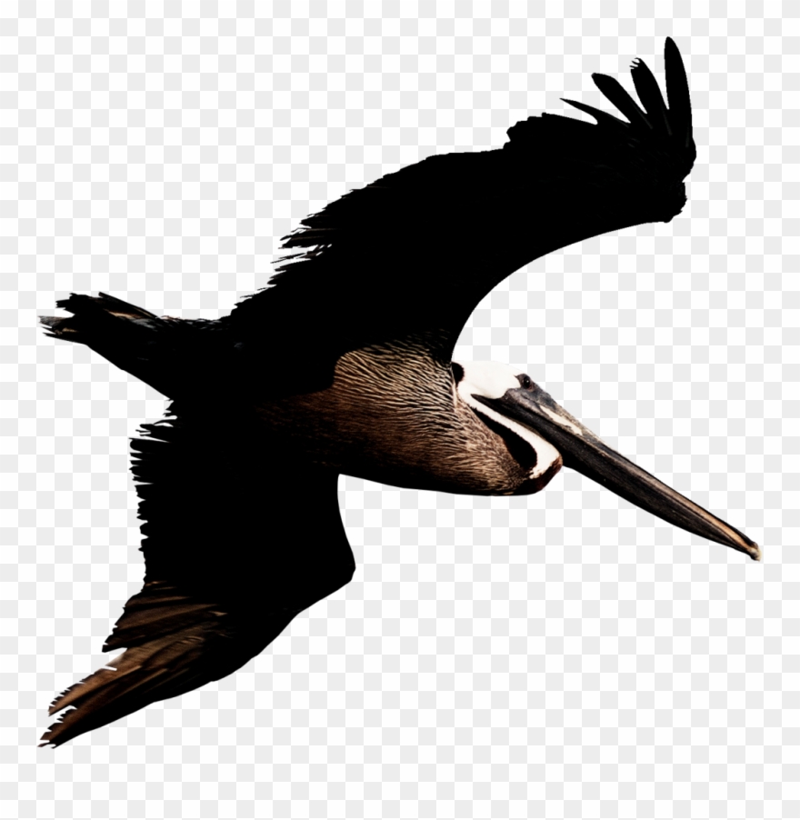 Angry Pelican Clip Art - Png Download