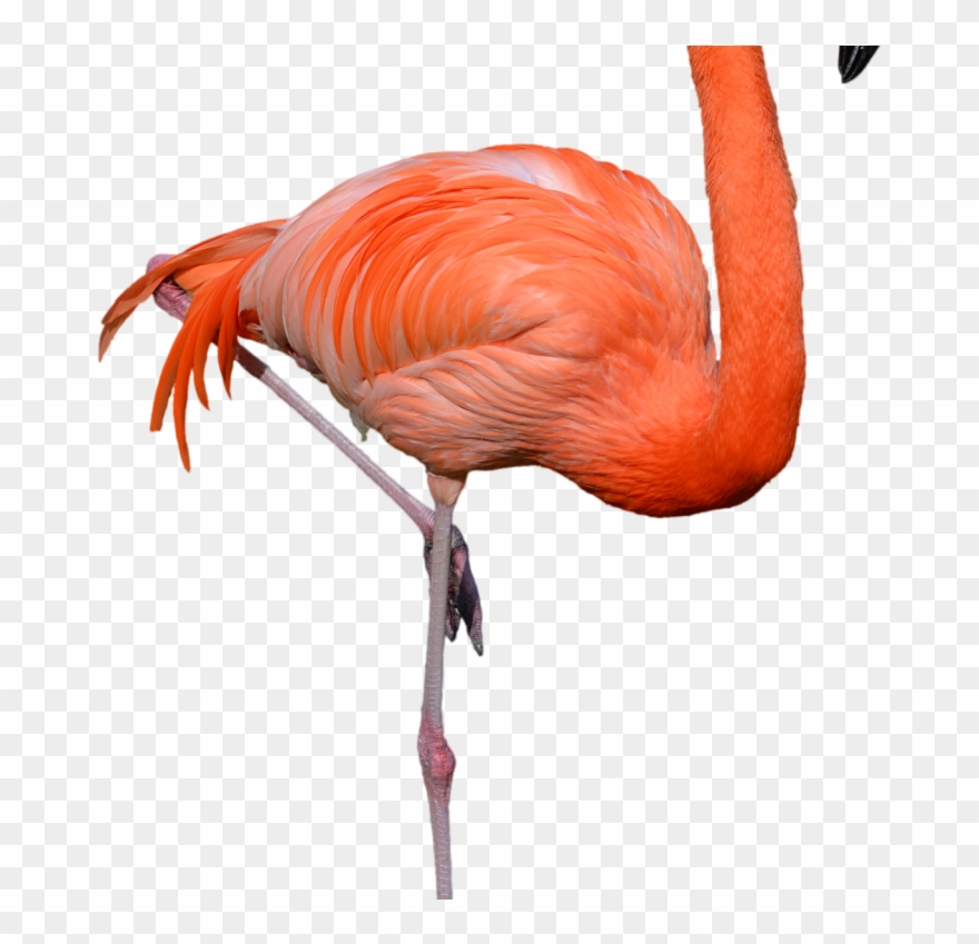 Standing Flamingo Png Clipart Hd Wallpaper Download Transparent Png