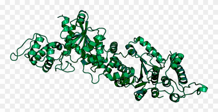 O Methyl L Tyrosine Trna Synthetase Clipart