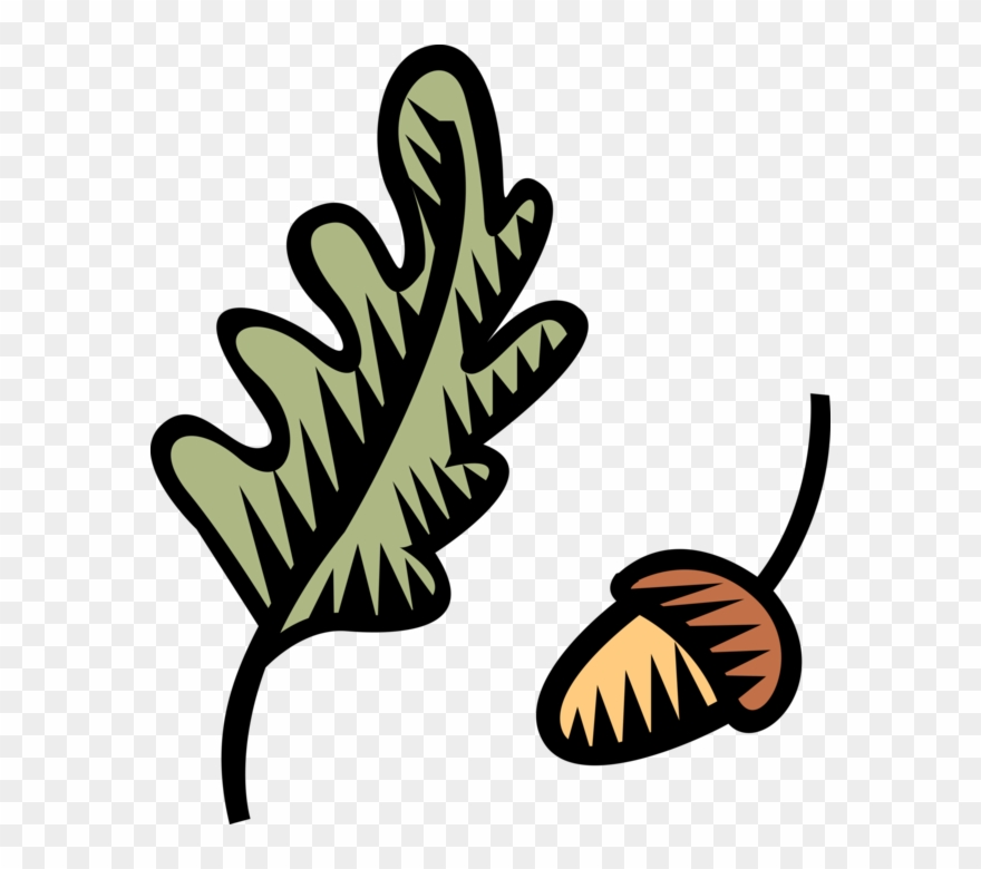 Vector Illustration Of Acorn Seed Nut With Oak Leaf Clipart