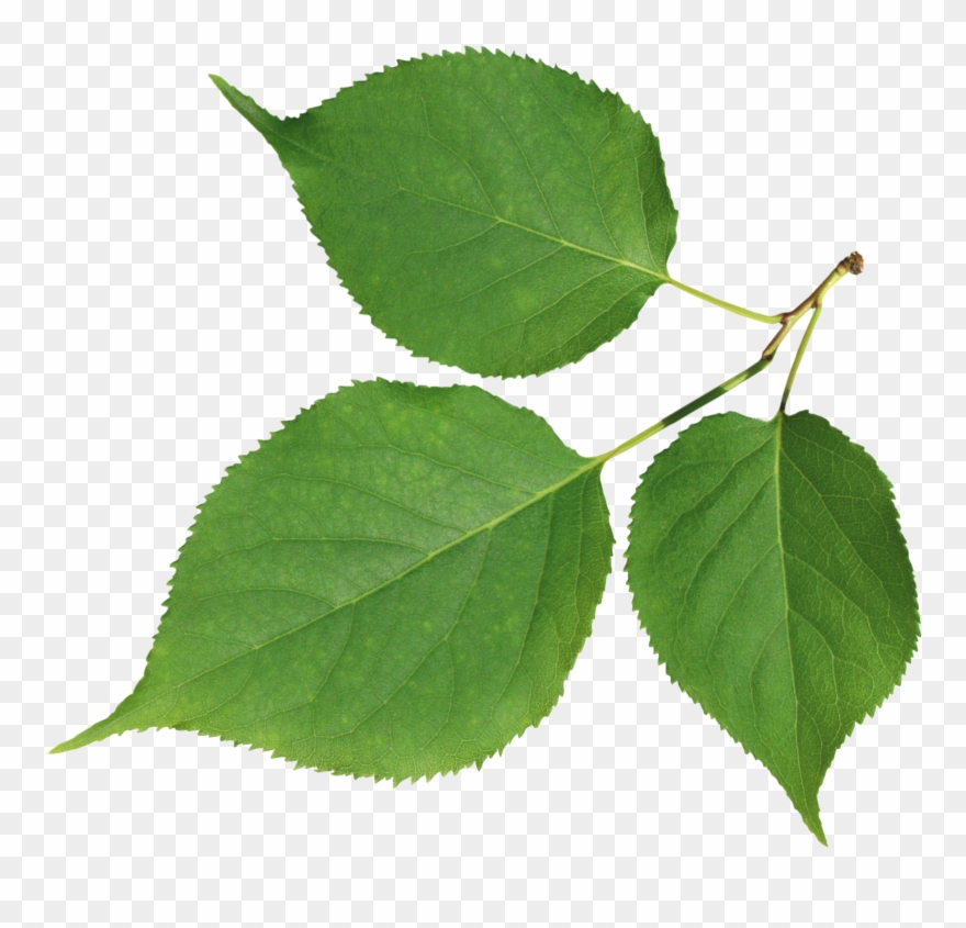 Information Desktop Wallpaper Leaf Clip Art - Png Download