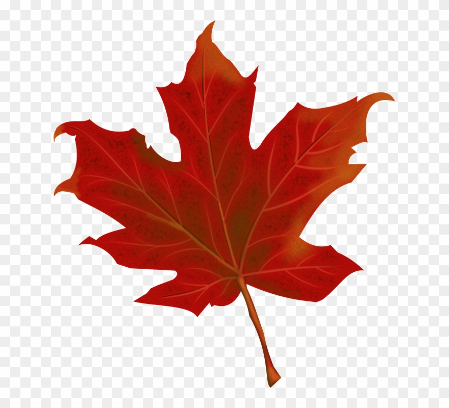 Fall Leaves Graphic Leaf Autumn Leaves Free Vector Clipart