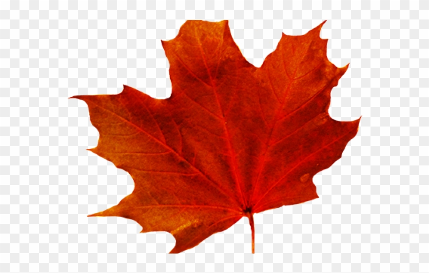 Maple Leaf Clipart Red Leaf - Png Download